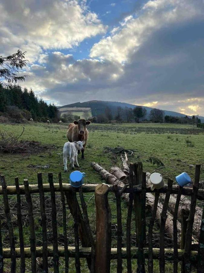 Aughavannagh Yurt Glamping Aughrim Extérieur photo